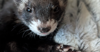 gwladys pet sitter à Saint-Amand-les-Eaux 59230_1