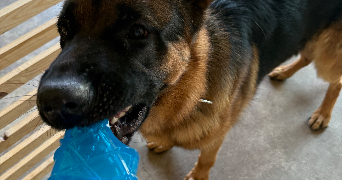 maéva pet sitter à SOUFFLENHEIM 67620_8