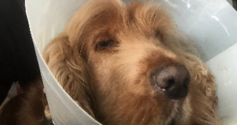 téo pet sitter à BREST 29200_2