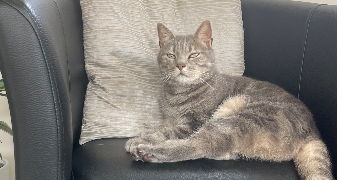 marion pet sitter à ST MEEN LE GRAND 35290_2