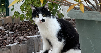 lea pet sitter à AUXY 45340_4