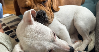 cloé pet sitter à DIJON 21000_1