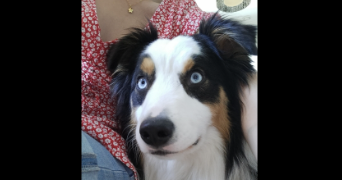 lea pet sitter à EYSINES 33320_0