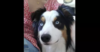 lea pet sitter à EYSINES 33320