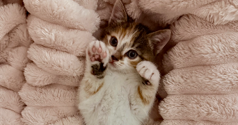 romane  pet sitter à ST BRIEUC 22000_1