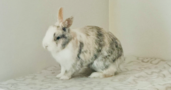 audrey pet sitter à GOUVIEUX 60270_9