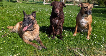 amandine pet sitter à ST LAURENT BLANGY 62223_4