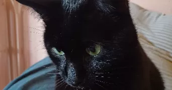 delphine pet sitter à LES BELLEVILLE 73440