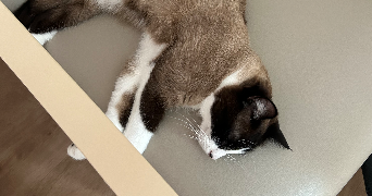 charlène pet sitter à OTHIS 77280_1
