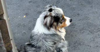 léana pet sitter à BOULOGNE BILLANCOURT 92100_4