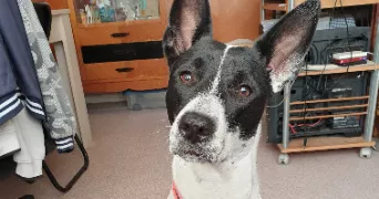 anthony lefort pet sitter à NOLAY 21340