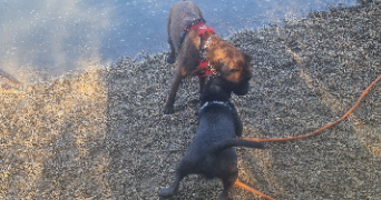 margaux pet sitter à ARSAC 33460_7