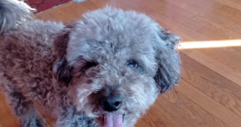 lili pet sitter à GRENOBLE 38100_5