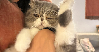 yaeli cat sitter à PARIS 01 75001_3