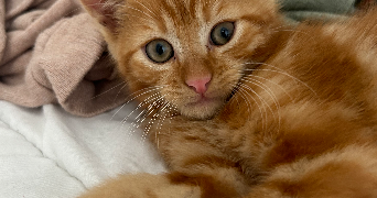 tyla pet sitter à COURBEVOIE 92400_7