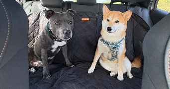 louise pet sitter à TOURS 37100_3
