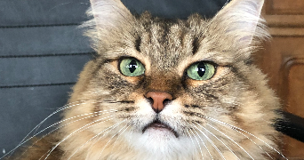 lea pet sitter à TORCY 77200_3