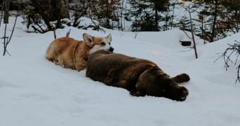 mathilde pet sitter à THOIRETTE COISIA 39240_2