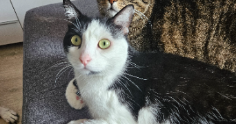 emilie pet sitter à Vert-le-Grand 91810_1