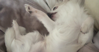 emilie pet sitter à VILLECRESNES 94440_2