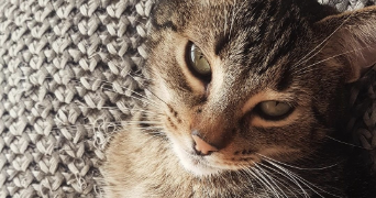 maxence pet sitter à AMBARES ET LAGRAVE 33440_6