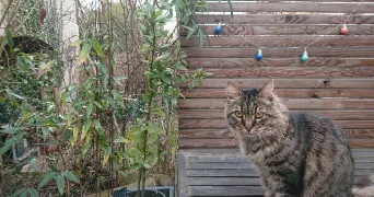 olga cat sitter à ARGENTEUIL 95100
