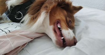 chloé dog sitter à TOULOUSE 31000_3