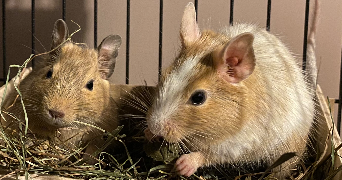romain pet sitter à ITEUIL 86240_2