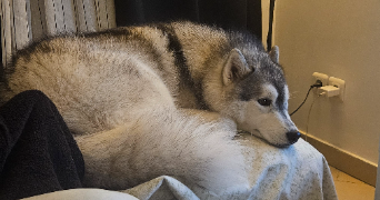 andreia dog sitter à MAROLLES EN HUREPOIX 91630_9