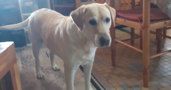 manon juliette pet sitter à ST MARTIN DE SANZAY 79290_3