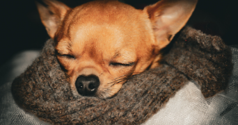 oceane pet sitter à SEVRIER 74320_10