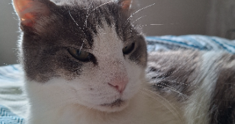 laurent pet sitter à CLERMONT 60600_0