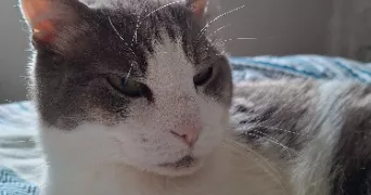 laurent pet sitter à CLERMONT 60600