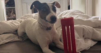 nina pet sitter à BIARRITZ 64200_2