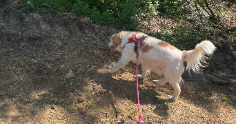 eva pet sitter à NANCY 54000_2