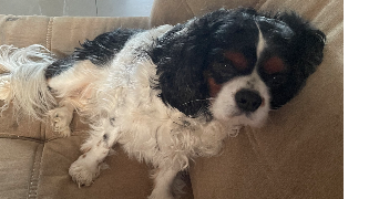 emilie pet sitter à MARMAGNE 18500_3