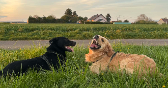 léa pet sitter à CHAUMONT 52000_1