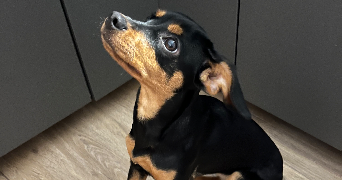 cassy pet sitter à VELIZY VILLACOUBLAY 78140_1