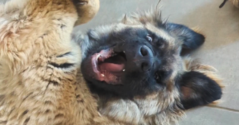 andrea pet sitter à VALSERHONE 01200_3