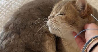 ines pet sitter à TARCIENNE 5651_1
