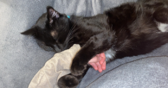 laura pet sitter à VILLEURBANNE 69100_1