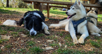 marie pet sitter à CALLIAN 83440_2