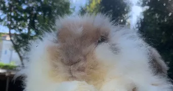 alphane pet sitter à BORDEAUX 33000