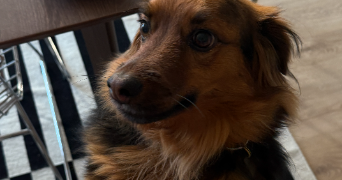 anna pet sitter à NICE 06000_3