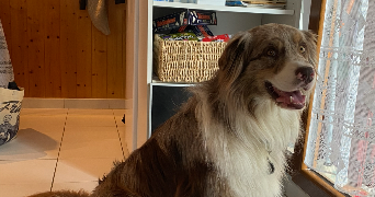 lisa pet sitter à ST ETIENNE 42000_1