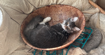 agathe pet sitter à CAVIGNAC 33620_4