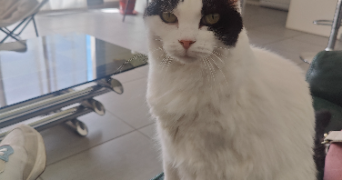 marie pet sitter à CHAMALIERES 63400_2