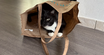 isabelle cat sitter à RAMONVILLE ST AGNE 31520_1