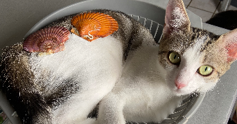 myriam  pet sitter à GIVORS 69700_2