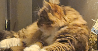 carole pet sitter à Courbevoie 92400_2